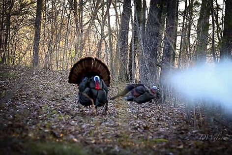 Donnie Wilson got this amazing shot on a turkey hunt