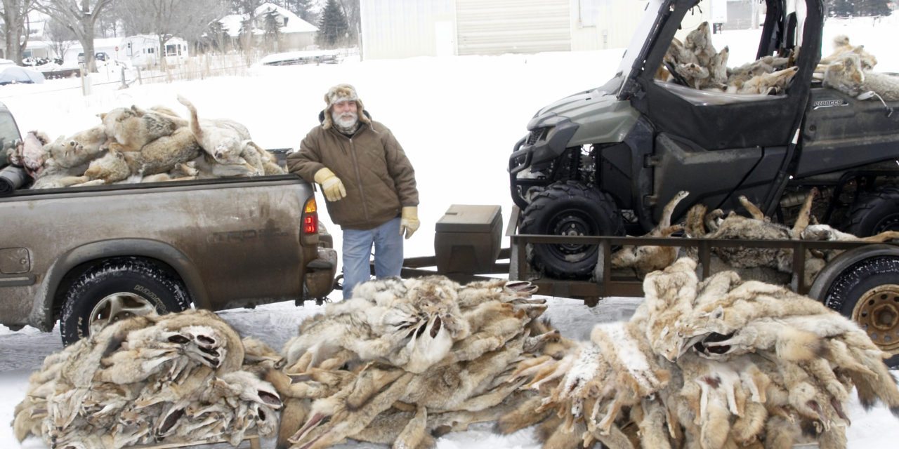 Mark Steck Trapper Interview