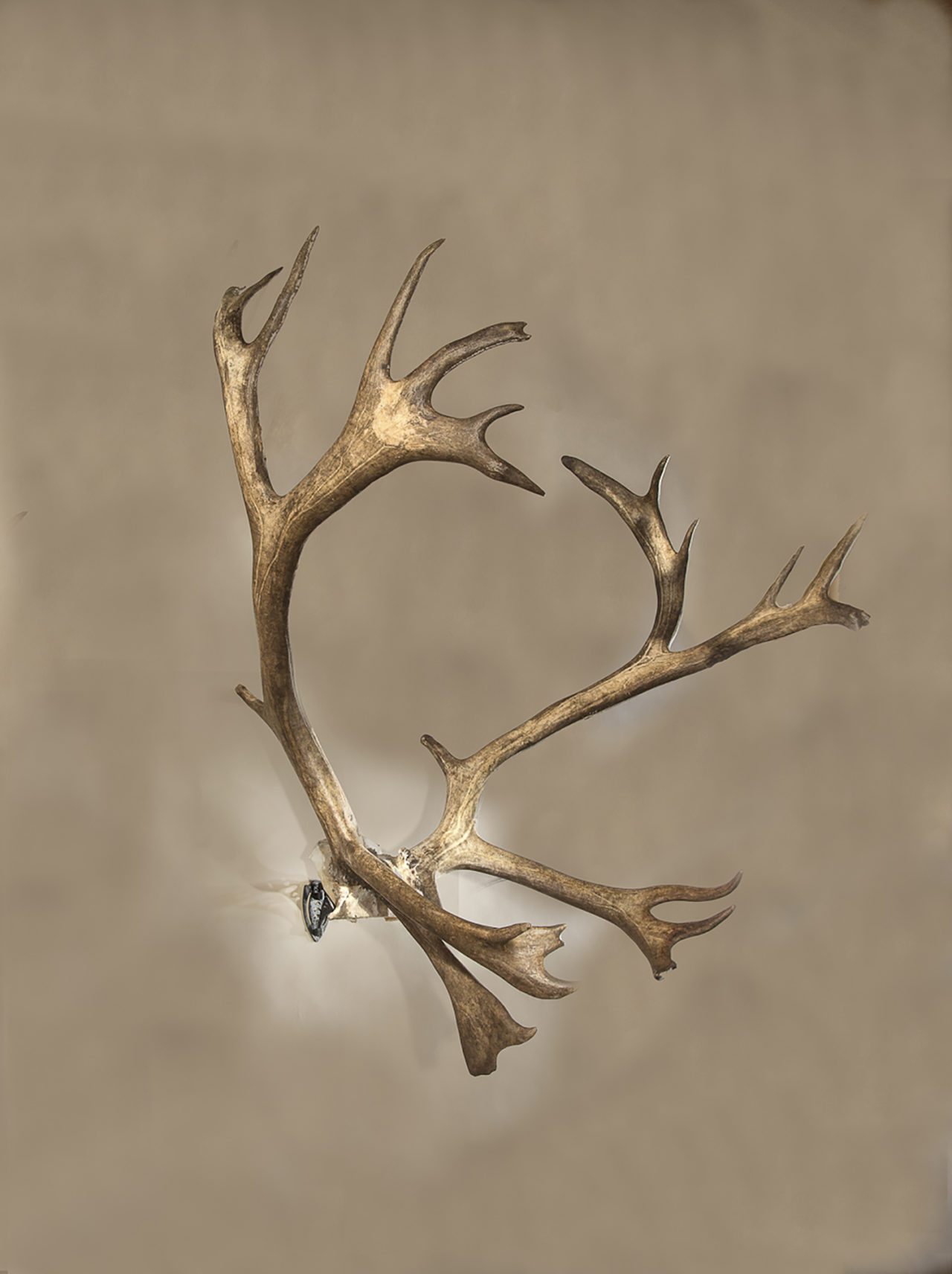 WHEN YOU WANT TO DISPLAY LARGER GAME ANTLERS OR HORNS IN STYLE LOOK TO THE SKULL HOOKER® XXL BONE BRACKET