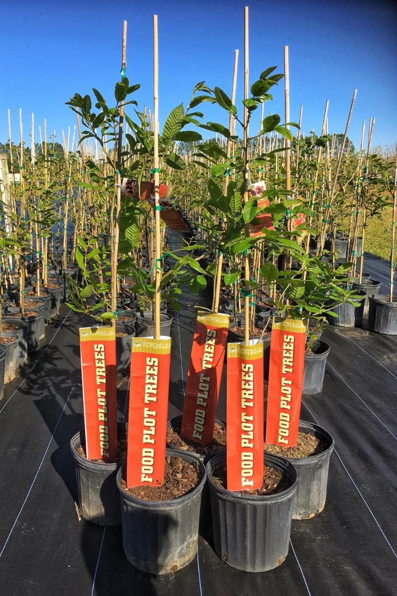 Dunstan Chestnut Trees Will be Arriving to Theisens Stores This April!