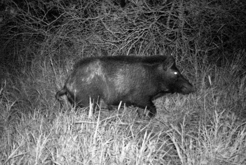 Big&J: Sound Ways of Attracting a Huge Sounder of Swine