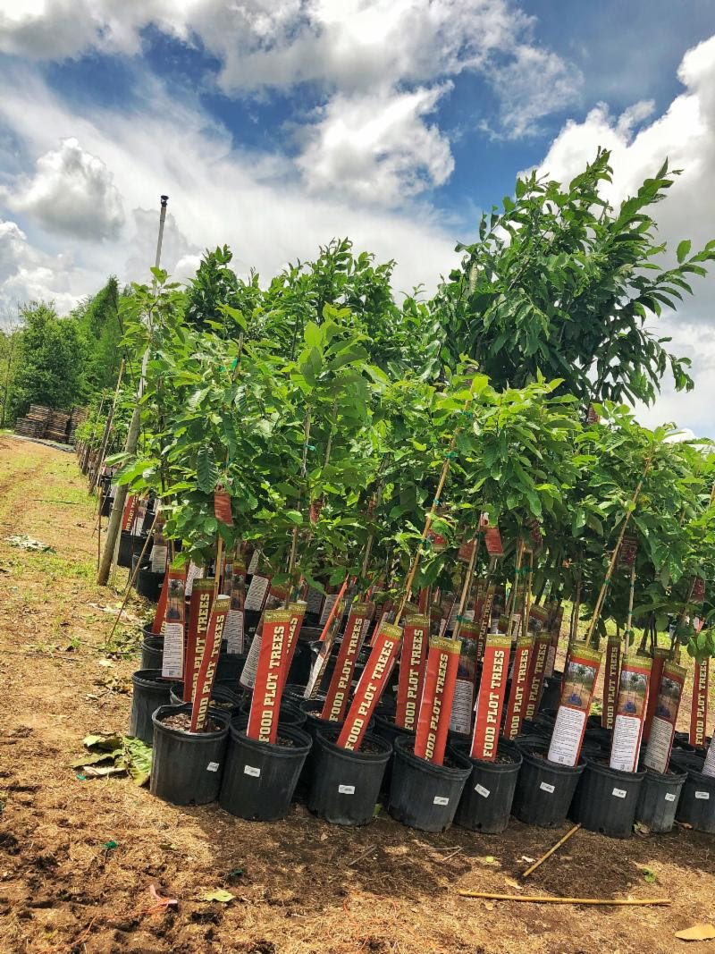 Chestnut Hill Outdoors – Dunstan Chestnut Trees Have Arrived to Select Walmart Store Now!