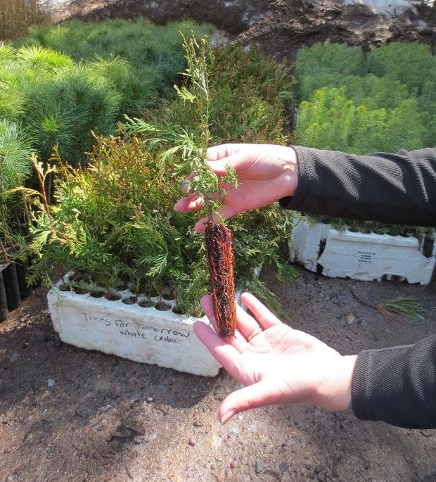 LIMITED QUANTITIES OF TREE SEEDLINGS AVAILABLE AT TREES FOR TOMORROW