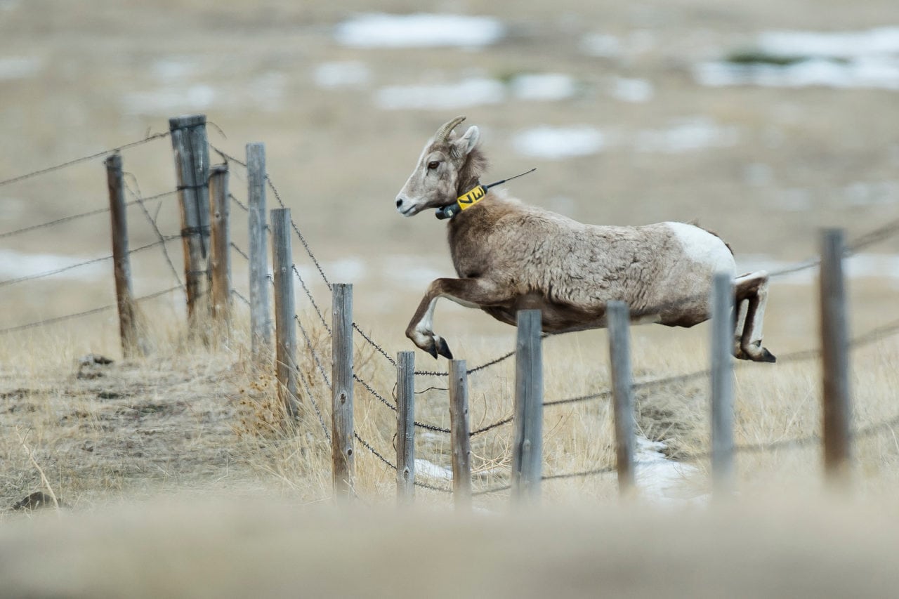 Fort Robinson, Wildcat Hills offer bighorn sheep viewing events