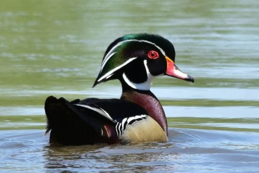 Waterfowl Stamp Design Contest Deadline for Entries is Aug. 1