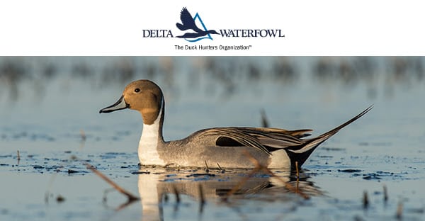Delta Waterfowl Partners with MDWFP on Program to Provide Winter Duck and Goose Habitat