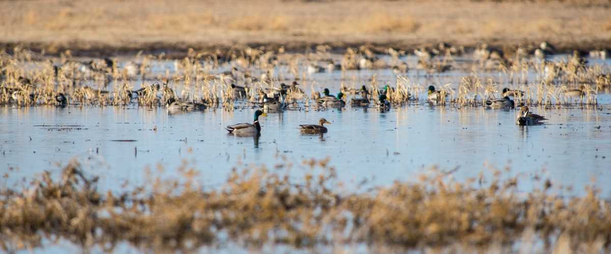 Duck Numbers Down in 2018