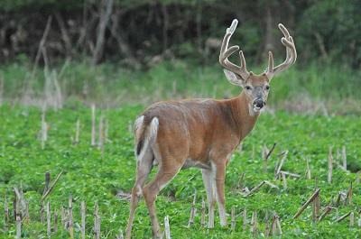 Hunt Giant Whitetails in Iowa! Nonresident Tag Auction to Benefit SCTP