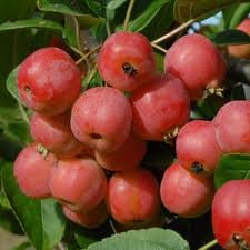 Crabapple and Other Native Varieties From Chestnut Hill Outdoors