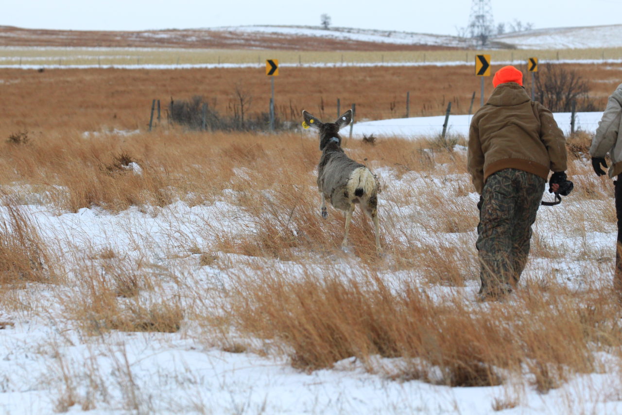 Nebraska mule deer receive monitoring devices