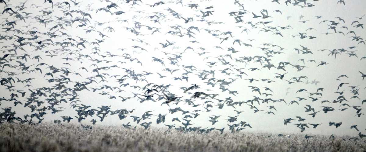 May 11 is World Migratory Bird Day