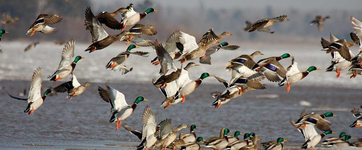 Ducks Unlimited commends $46 million for NAWCA