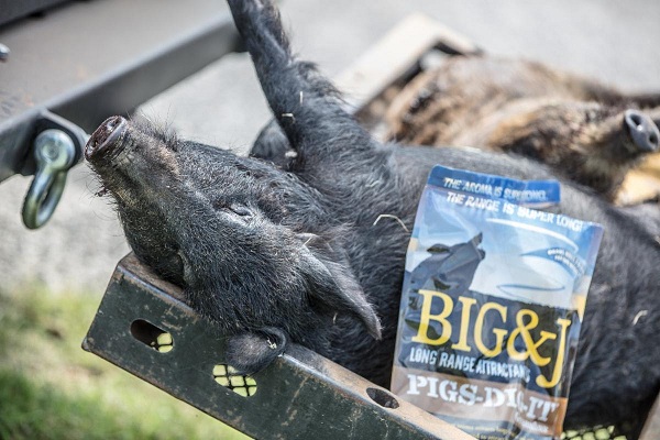 Attract Hogs Far and Wide with Big&J® Pigs-Dig-It™