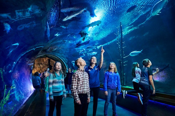 Fans invited to vote for Wonders of Wildlife as “America’s Best Aquarium”