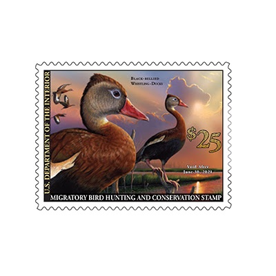 U.S. Fish and Wildlife Service Debuts 2020-2021 Federal Duck Stamp and Junior Duck Stamp