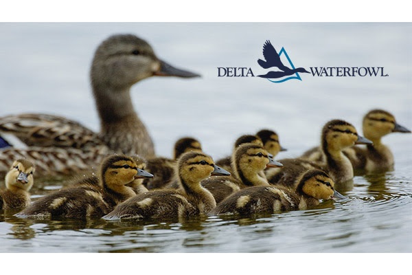 Delta Waterfowl Applauds Manitoba’s Investment in Duck-Producing Wetlands