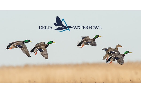 Waterfowl Groups and Industry Laud Passage of the ACE Act