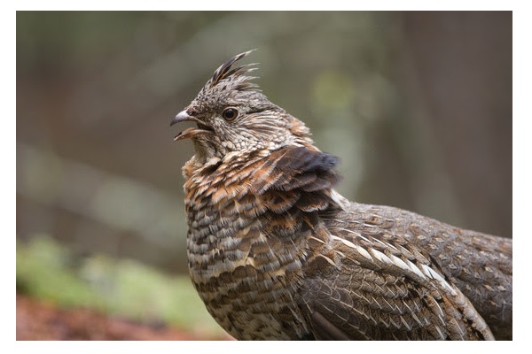 Ruffed Grouse West Nile Virus Test Results Now Available