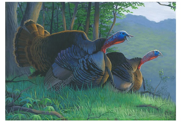 Wild Turkey, Pheasant And Waterfowl Stamp Design Contest Winners Announced