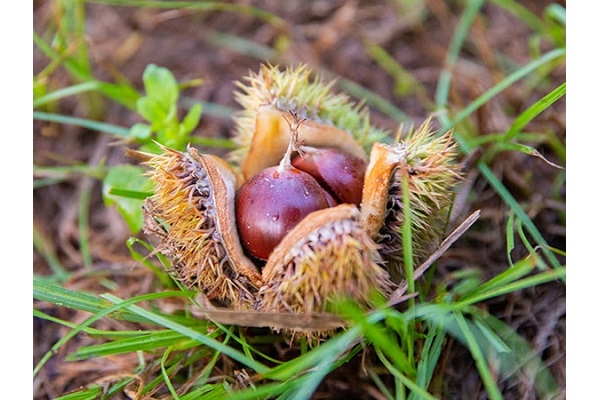 Chestnut Harvest with Chestnut Hill Outdoors