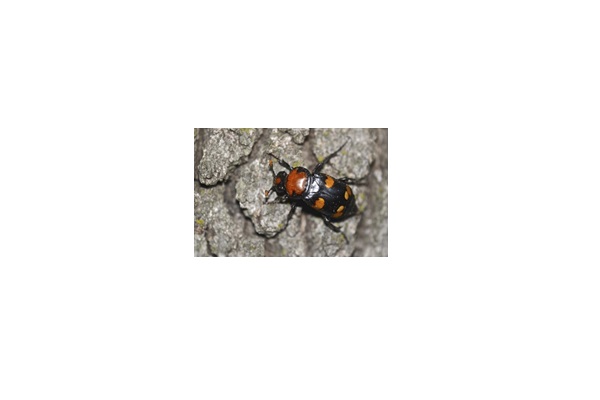 Partnership-Driven Efforts Lead to Downlisting of the American Burying Beetle