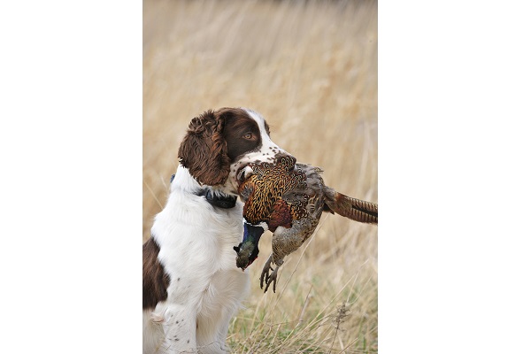 SportDOG® Brand Renews National Sponsorship of the Nation’s Leading Upland Conservation Group Through 2023