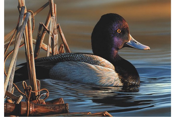 Delaware Artist Richard Clifton Wins 2020 Federal Duck Stamp Art Contest