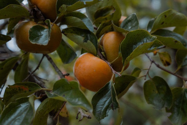 Late Drop Persimmons from Chestnut Hill Outdoors