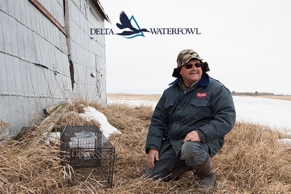Delta Waterfowl Begins Annual Predator Management Work to Boost Duck Production