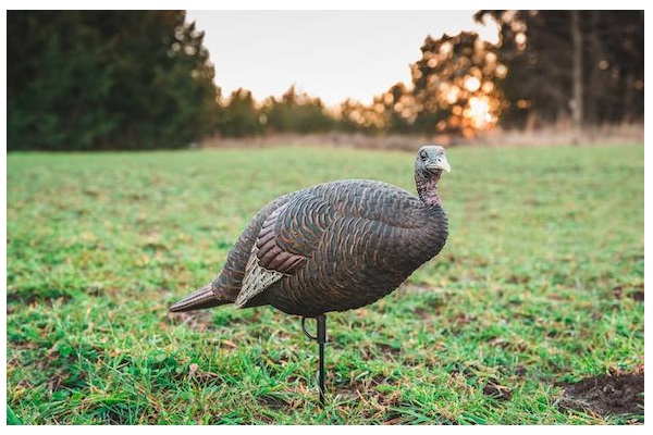 New for 2021: Flextone’s New Thunder Chick™ Breeder Decoy Tempts Tenacious Toms