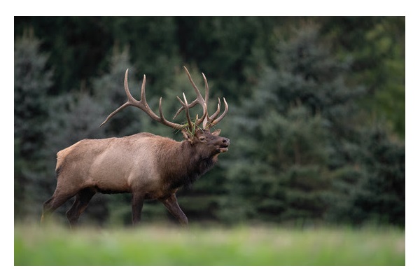 Apply For 2021 Elk Hunt