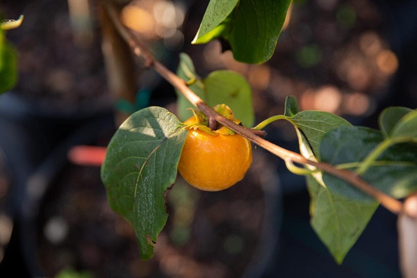 Why Persimmons from Chestnut Hill Outdoors?