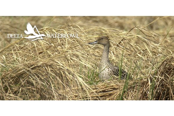 Delta Waterfowl Applauds USDA’s Expansion of Conservation Reserve Program