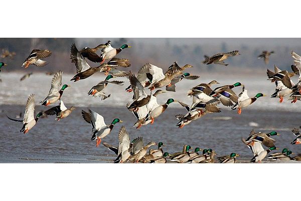 Ducks Unlimited names Doug Barnes Chief Brand Officer