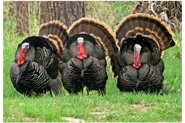 NATIONAL WILD TURKEY FEDERATION AWARDED $300K GRANT FROM THE JOHNNY MORRIS BASS PRO SHOPS AND CABELA’S OUTDOOR FUND