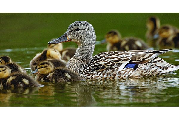 2021 Waterfowl Breeding Population and Habitat Survey Cancelled