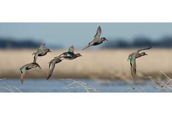 Delta Waterfowl Applauds Department of the Interior’s Establishment of Hunting and Conservation Council