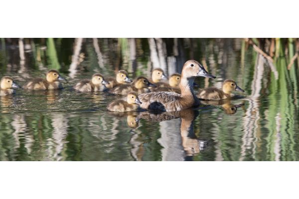 Delta Waterfowl Innovates Cutting-edge Duck Production Conditions Map