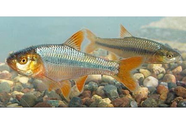 Collaborative Conservation in the Great Plains Leads to Recommendation of Improved Status for Topeka Shiner