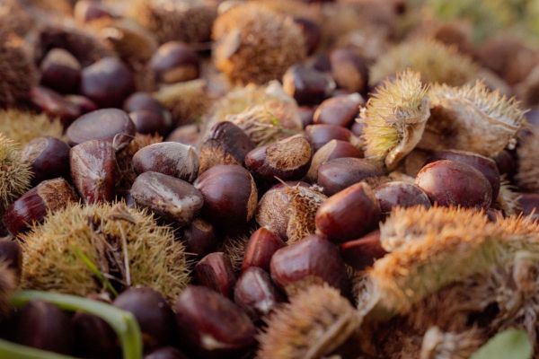 Chestnut Harvest – Return on Investment