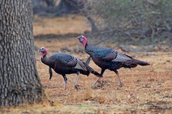 DNR Reveals Season Outlook For Fall Wild Turkey, Ruffed Grouse And Woodcock Seasons