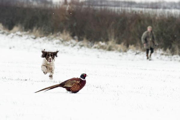 DNR Pheasant Stocking Increases Hunting Opportunities This Holiday Season