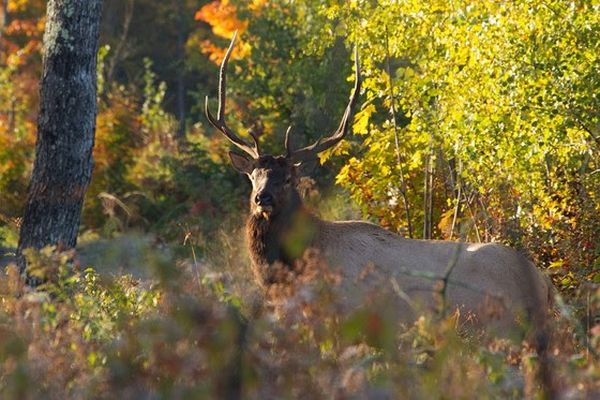 2021 Wisconsin Elk Hunting Season Ends With Once-In-A-Lifetime Experience For Four Hunters