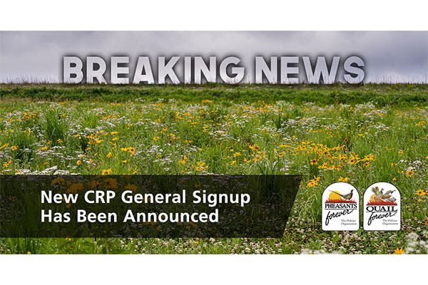 Pheasants Forever and Quail Forever Applaud USDA General and Grassland CRP Signups
