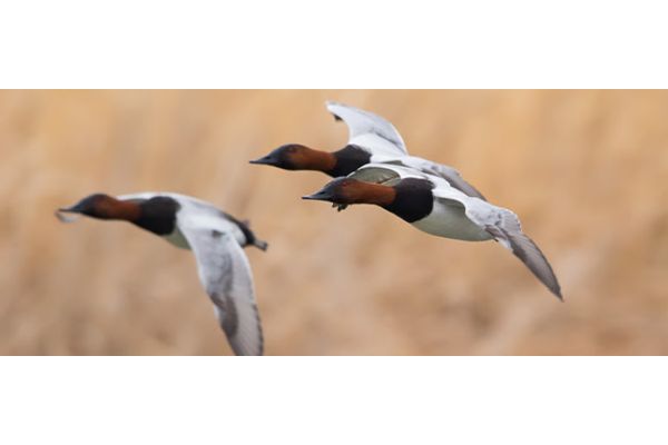 Ontario Goes Online: Delta Waterfowl Led a Push for Web-based Hunter Education