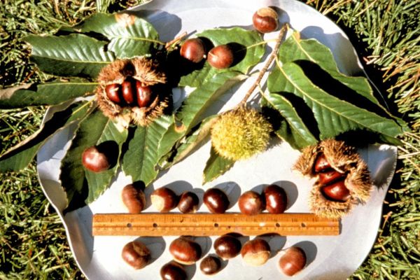 Dunstan Chestnut Planting Tips