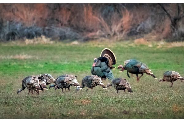 Gobbler Report 2022: Latest Info From the Field Before Hunting Season Opens April 16