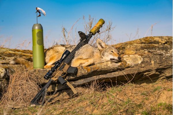 3 Hot Tips for Calling in More Coyotes
