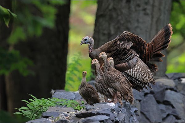 Wild Turkey Research as Important as Ever