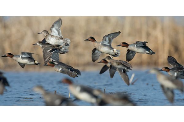 Delta Waterfowl Official Camo Realtree Presents Duck Hunters Stage at EXPO this Weekend